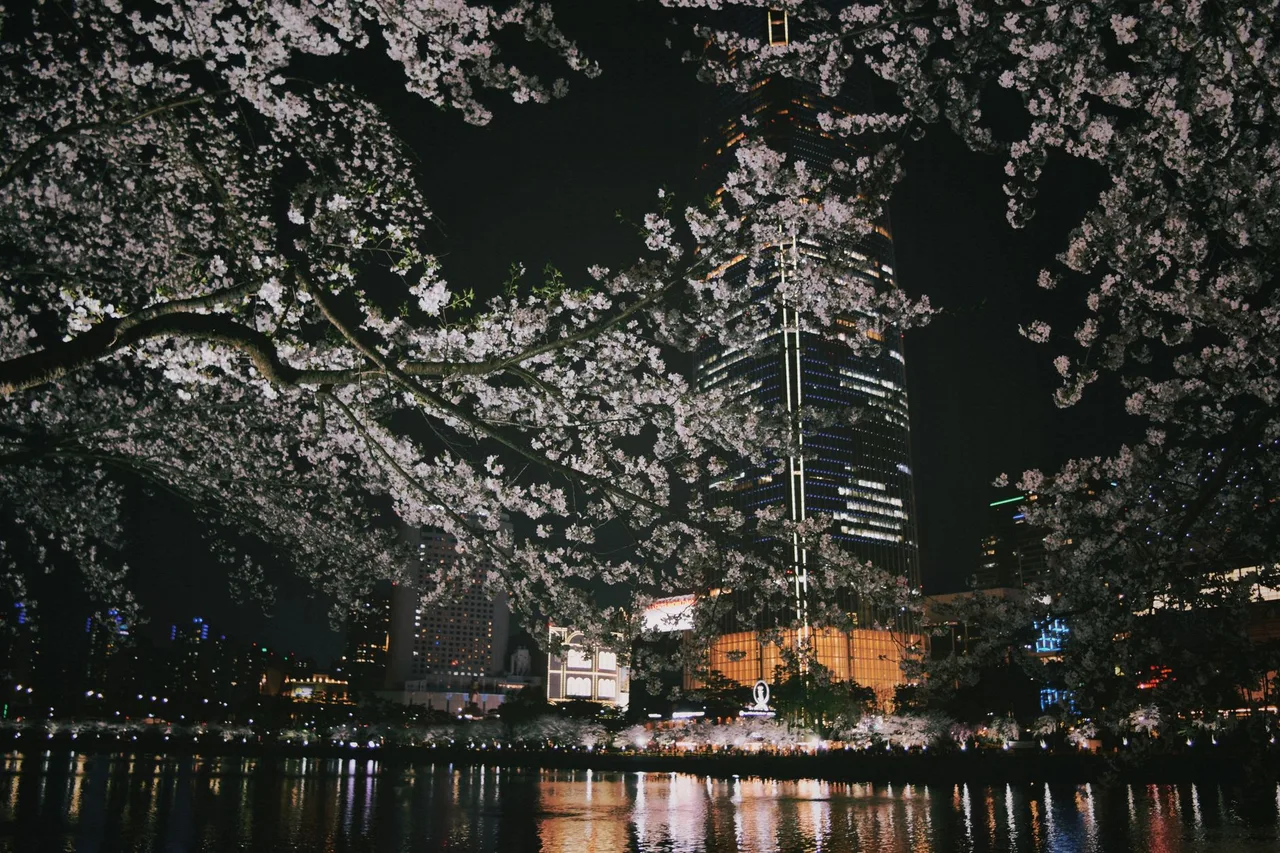 Cherry blossoms at Yeouido Park